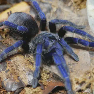 /img/18834-sazimai-blue-tarantula-discovery.webp