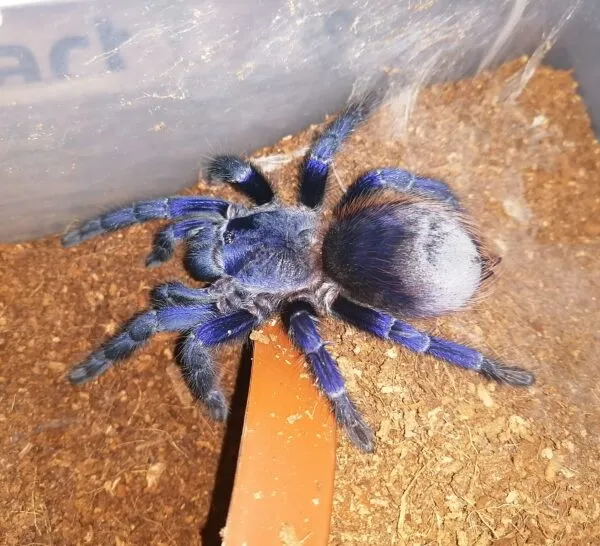 18834 sazimai blue tarantula feeding