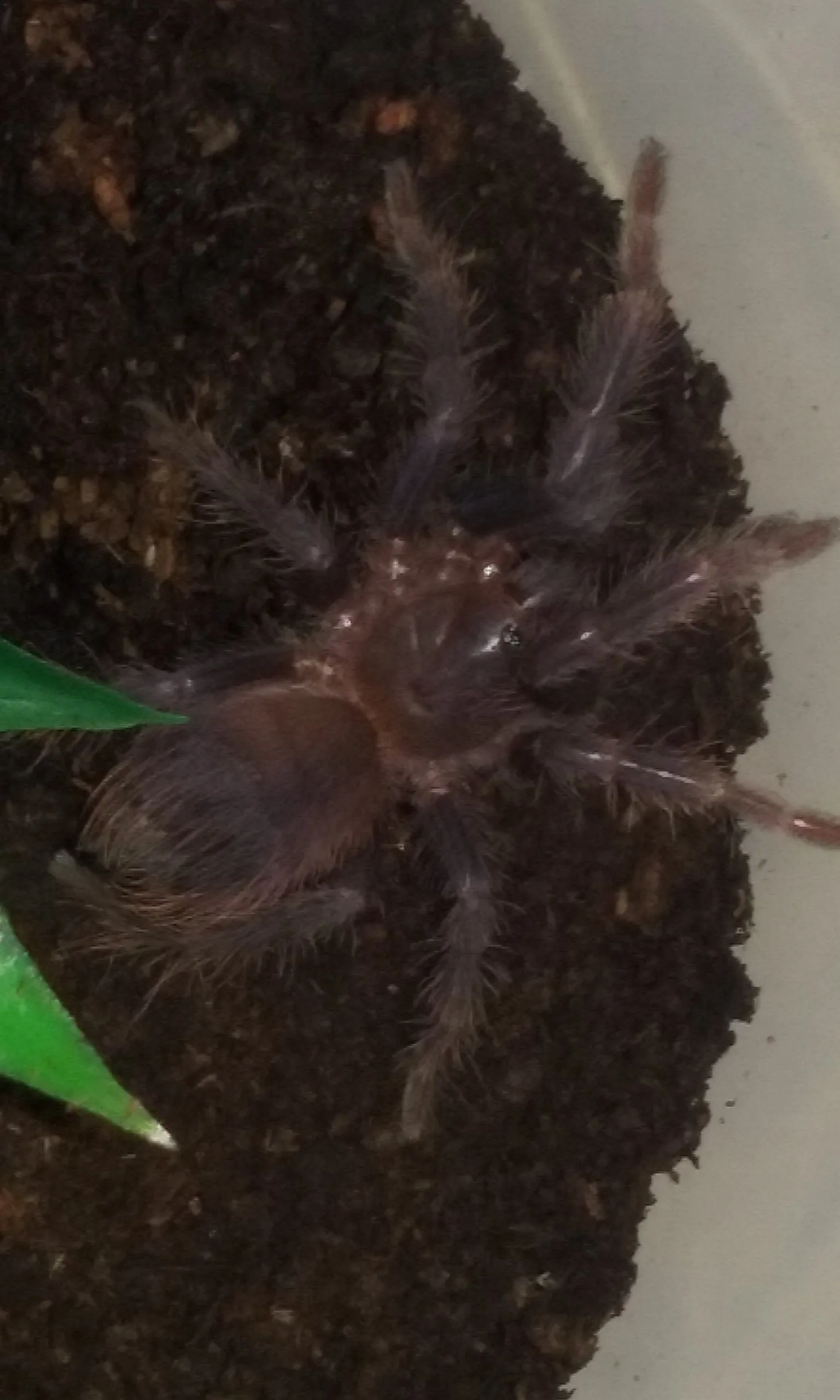 18834 sazimai blue tarantula habitat