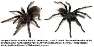 18836 arizona tarantula identification