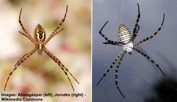 /img/18836-tarantula-conservation.webp