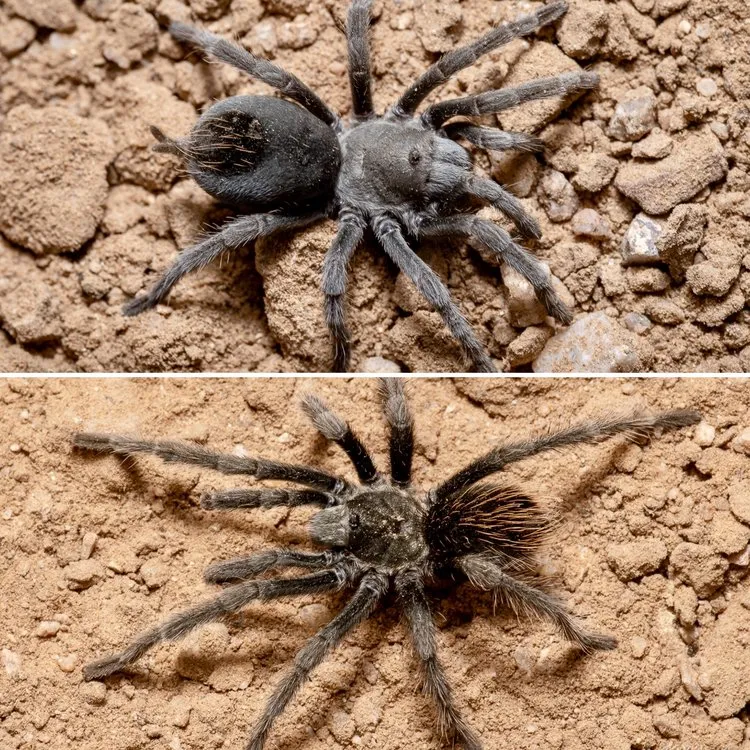 18836 tarantula hunting