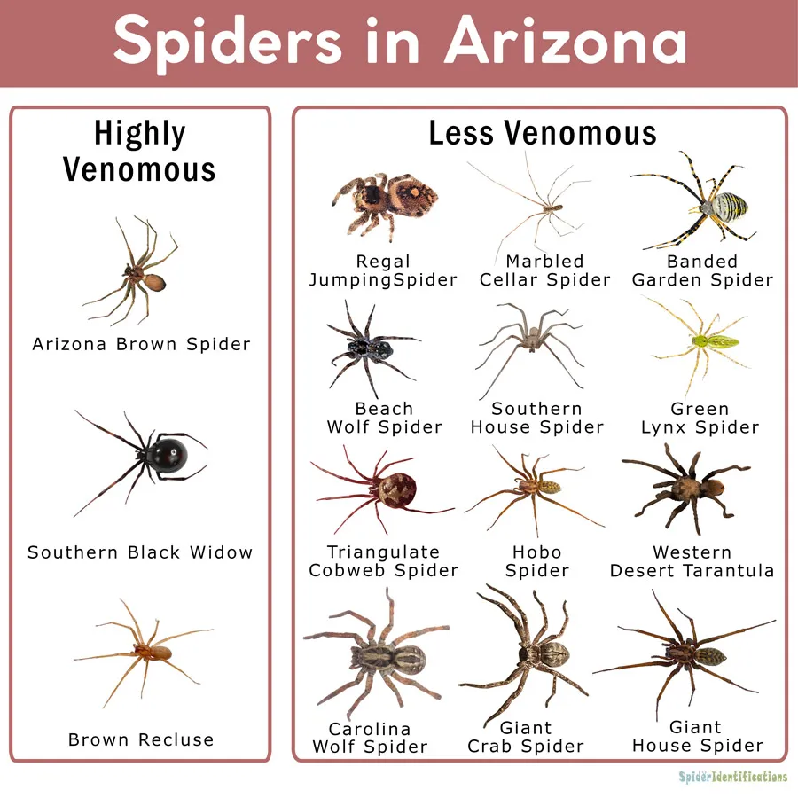 18836 tarantula life span