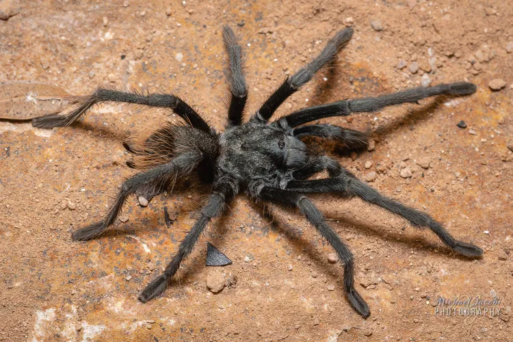 18836 tarantula molting