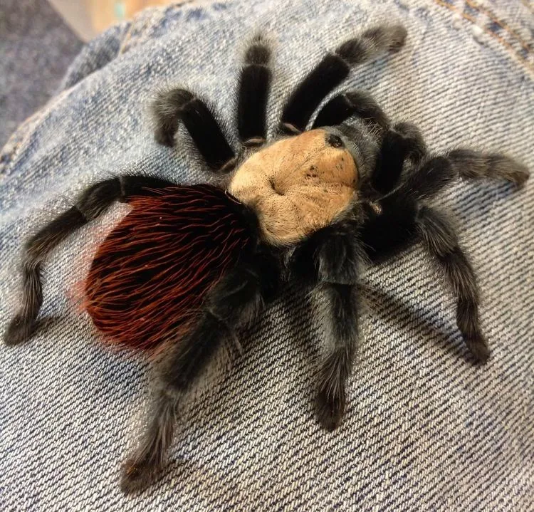 18839 red rump tarantula enclosure