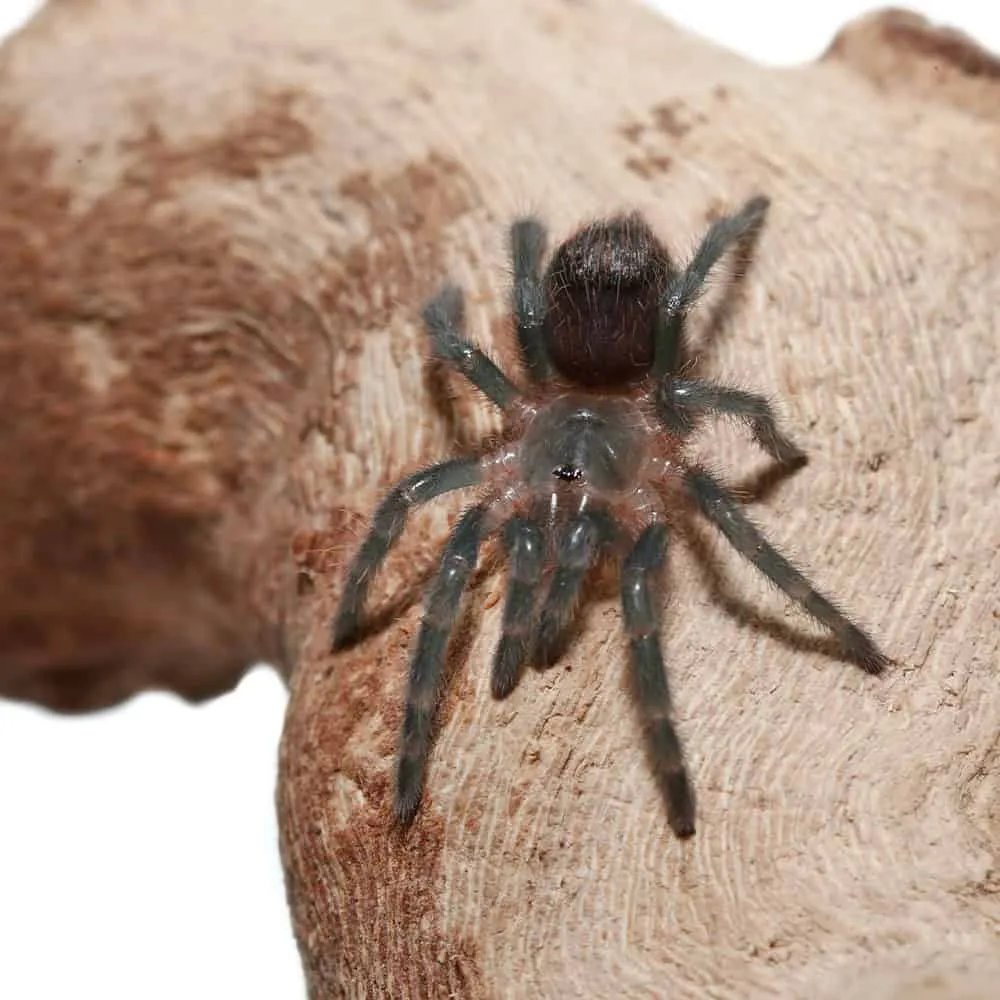 18839 red rump tarantula feeding