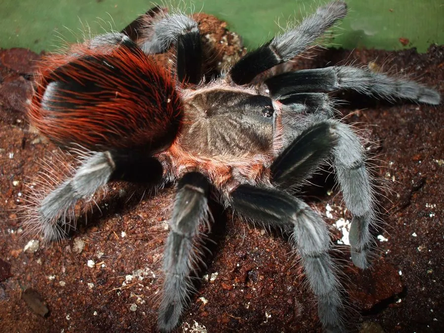 18839 red rump tarantula health