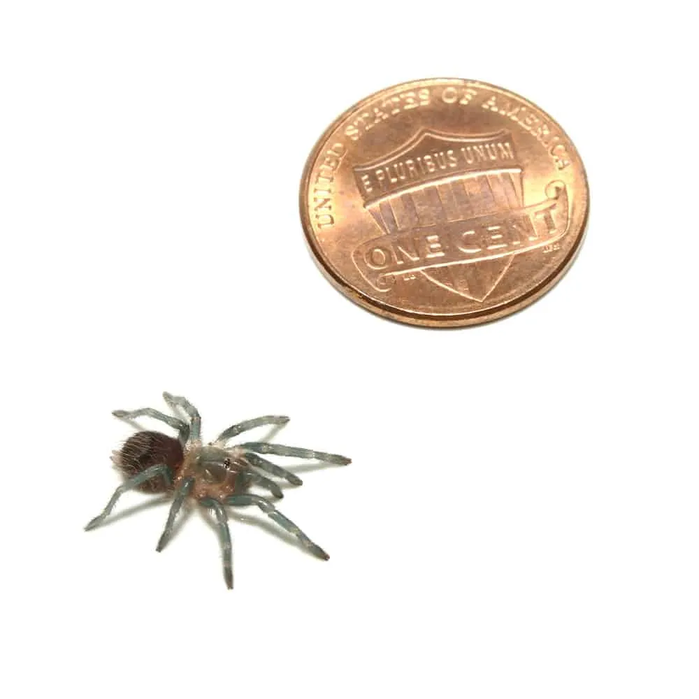 18839 red rump tarantula molting