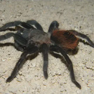 /img/18839-red-rump-tarantula-substrate.webp