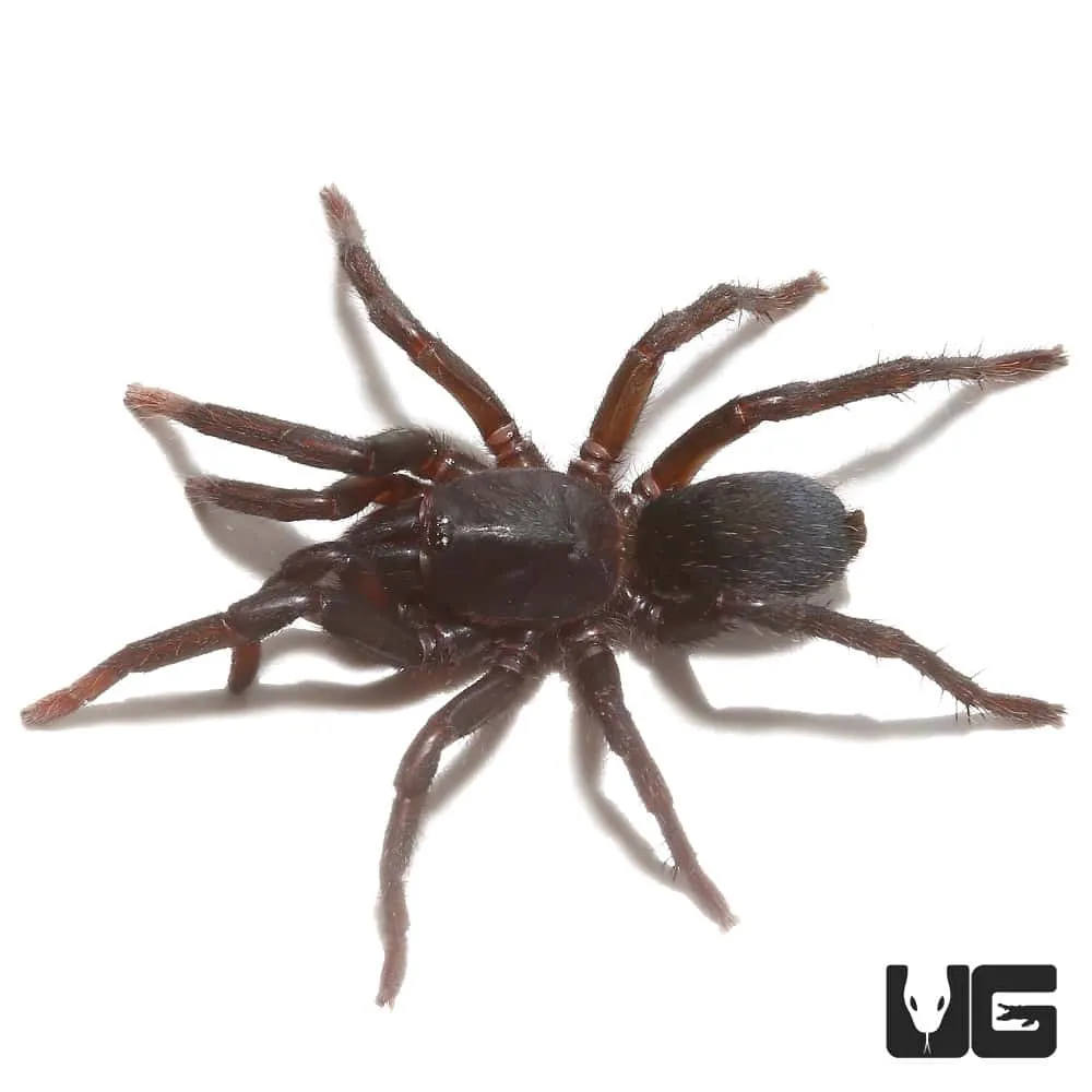 /img/18841-brazilian-blue-dwarf-tarantula-drinking-water.webp