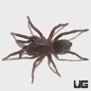 /img/18841-brazilian-blue-dwarf-tarantula-drinking-water.webp