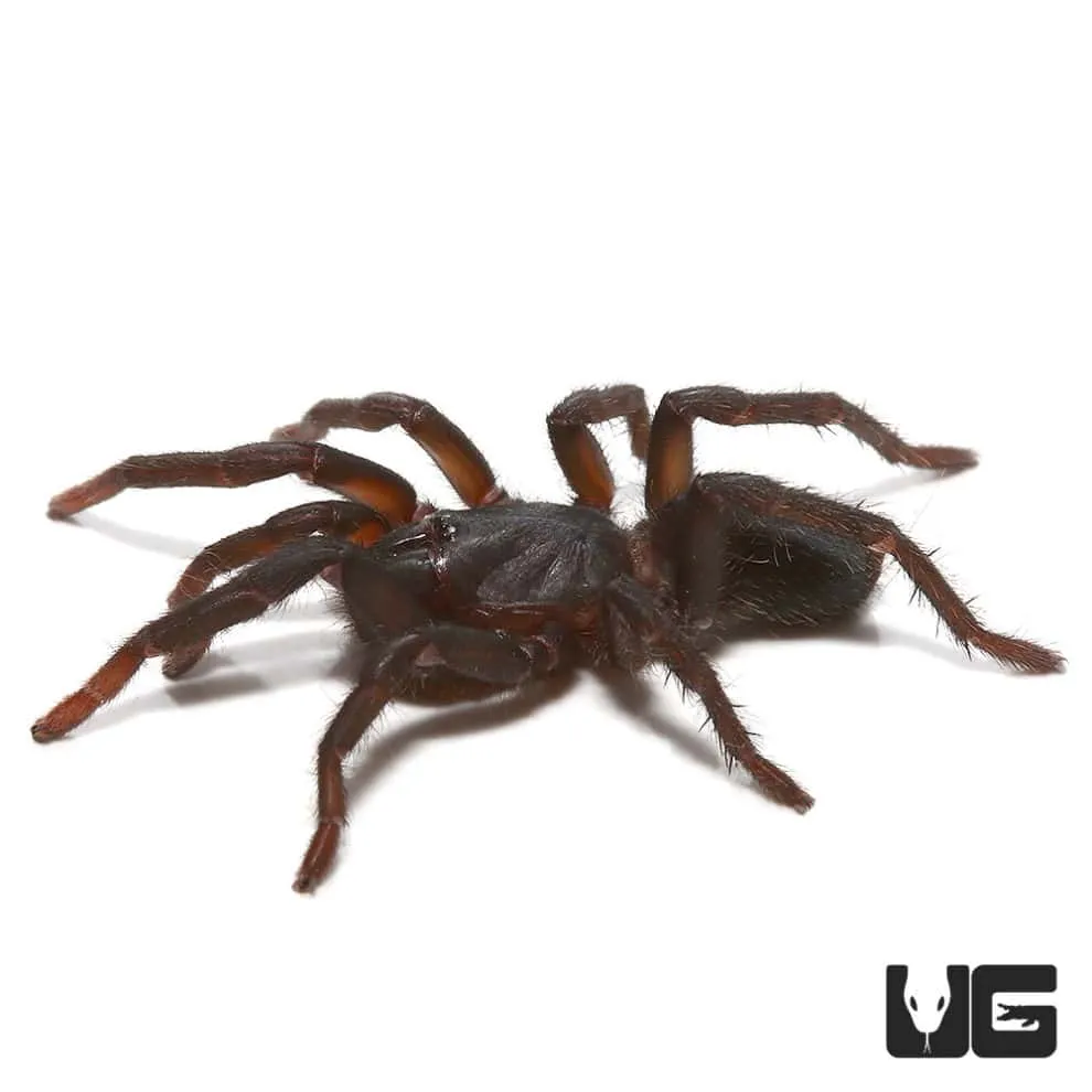 18841 brazilian blue dwarf tarantula enclosure