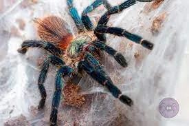 18841 brazilian blue dwarf tarantula feeding
