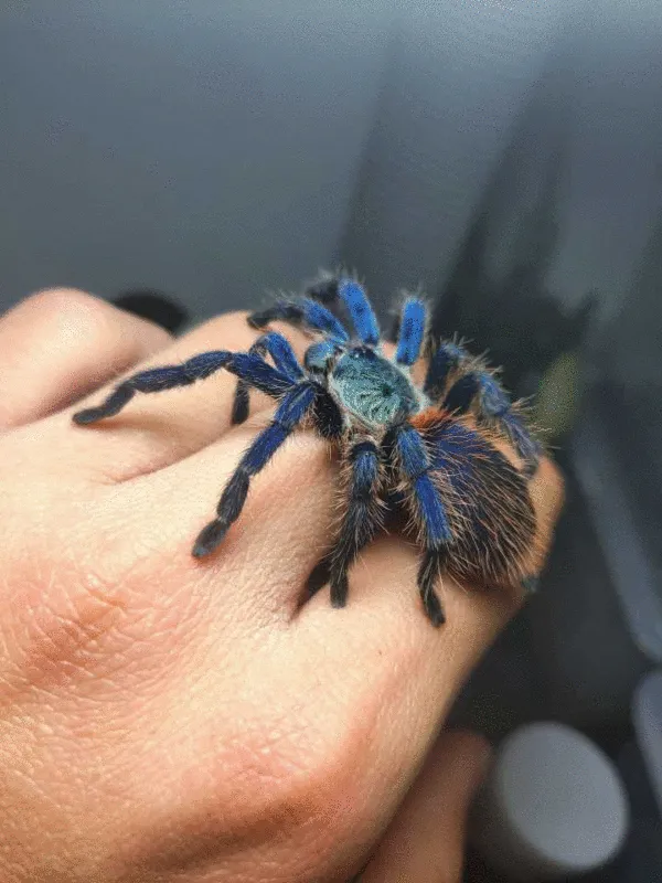 18841 brazilian blue dwarf tarantula habitat