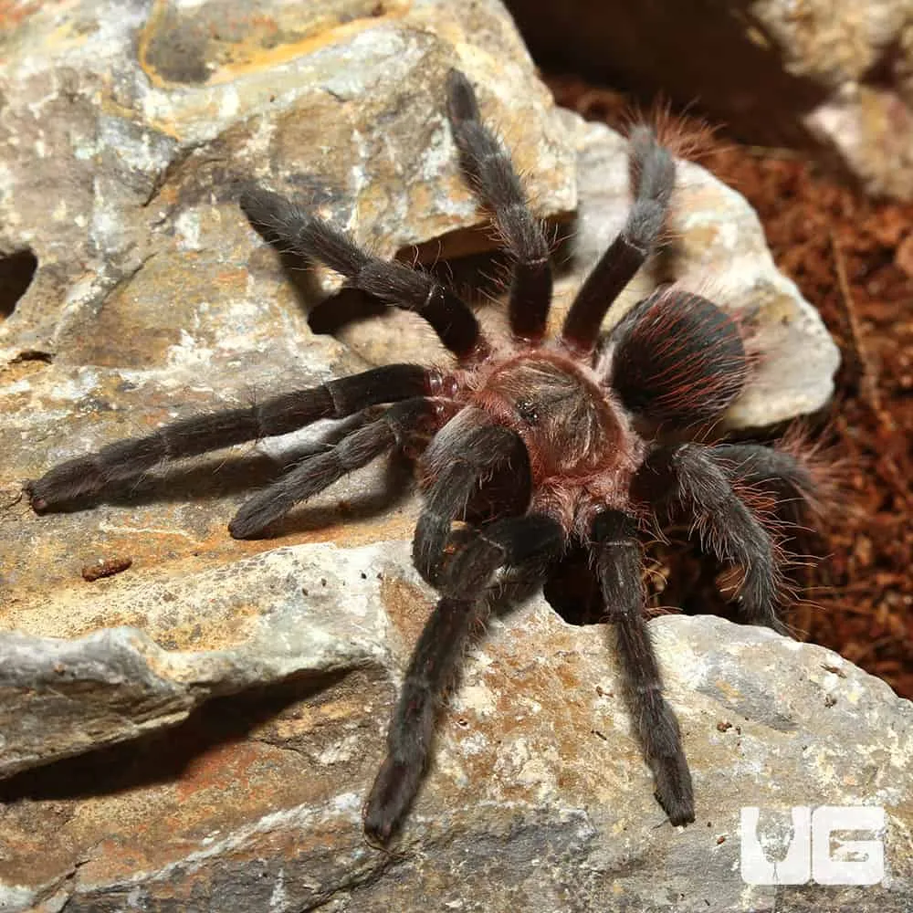 18841 brazilian blue dwarf tarantula health