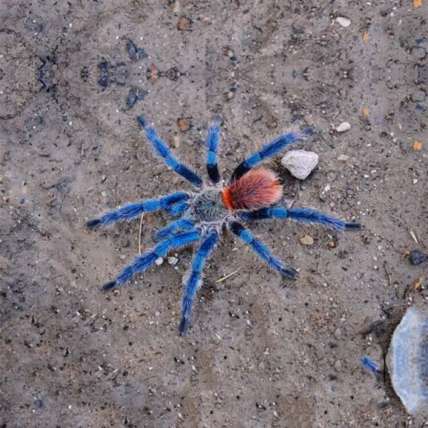 18841 brazilian blue dwarf tarantula male vs female