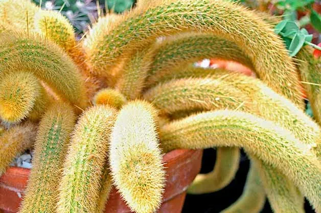18842 cactus tarantula defense