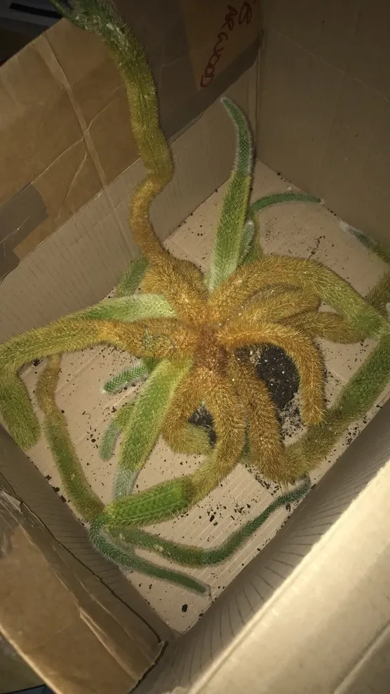 18842 cactus tarantula enclosure