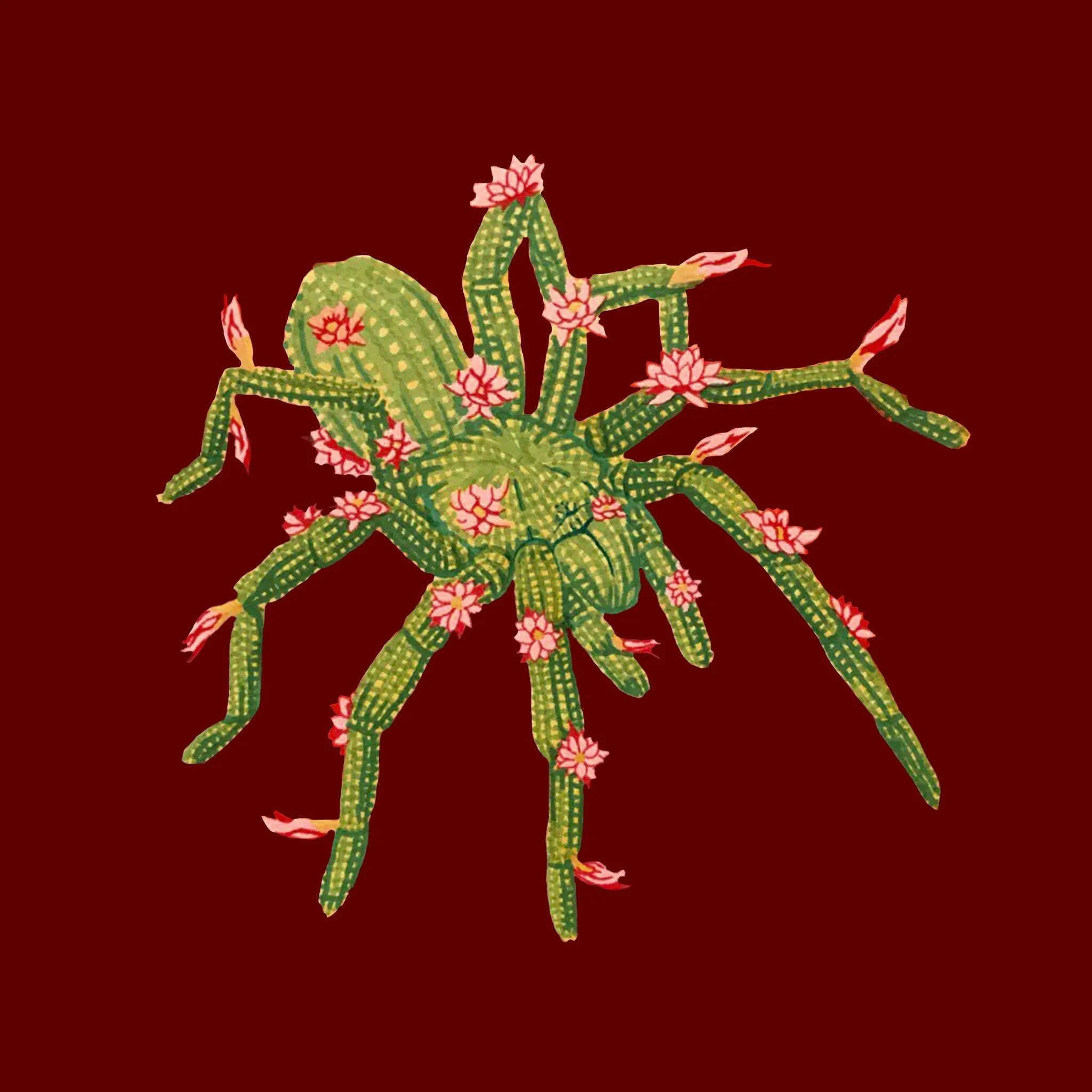 18842 cactus tarantula feeding