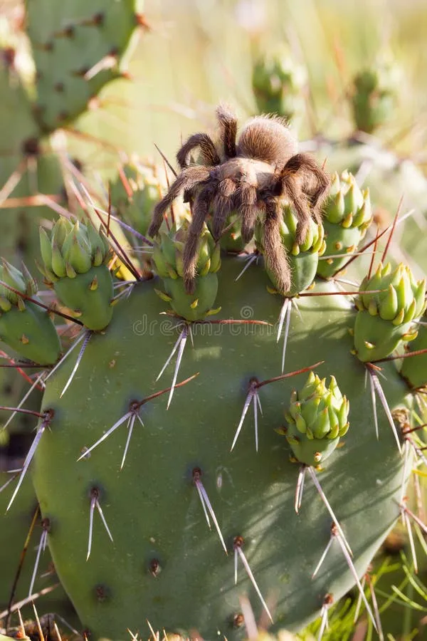 /img/18842-cactus-tarantula-handling.webp