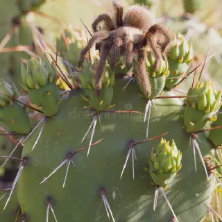 /img/18842-cactus-tarantula-handling.webp