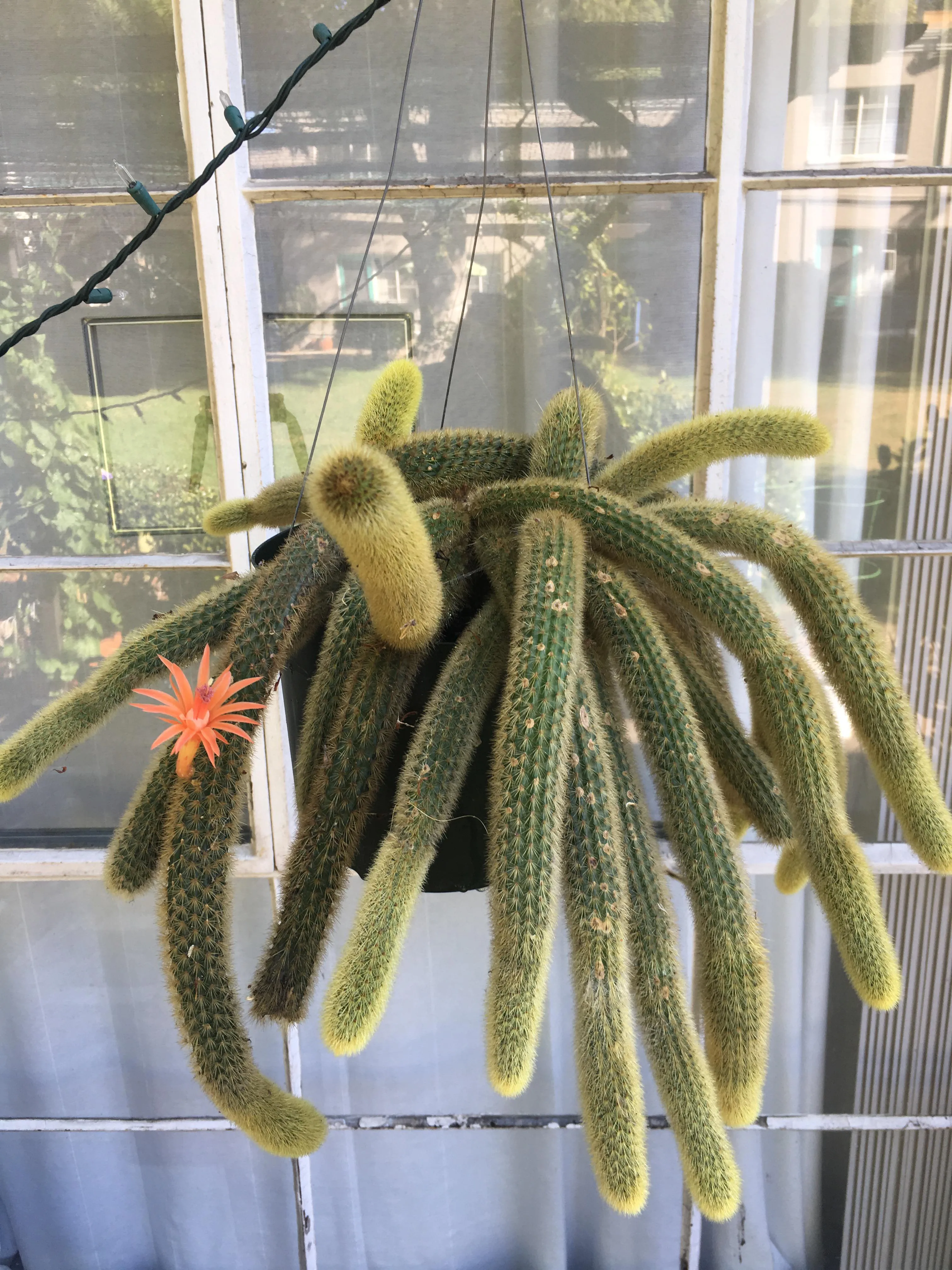18842 cactus tarantula molting