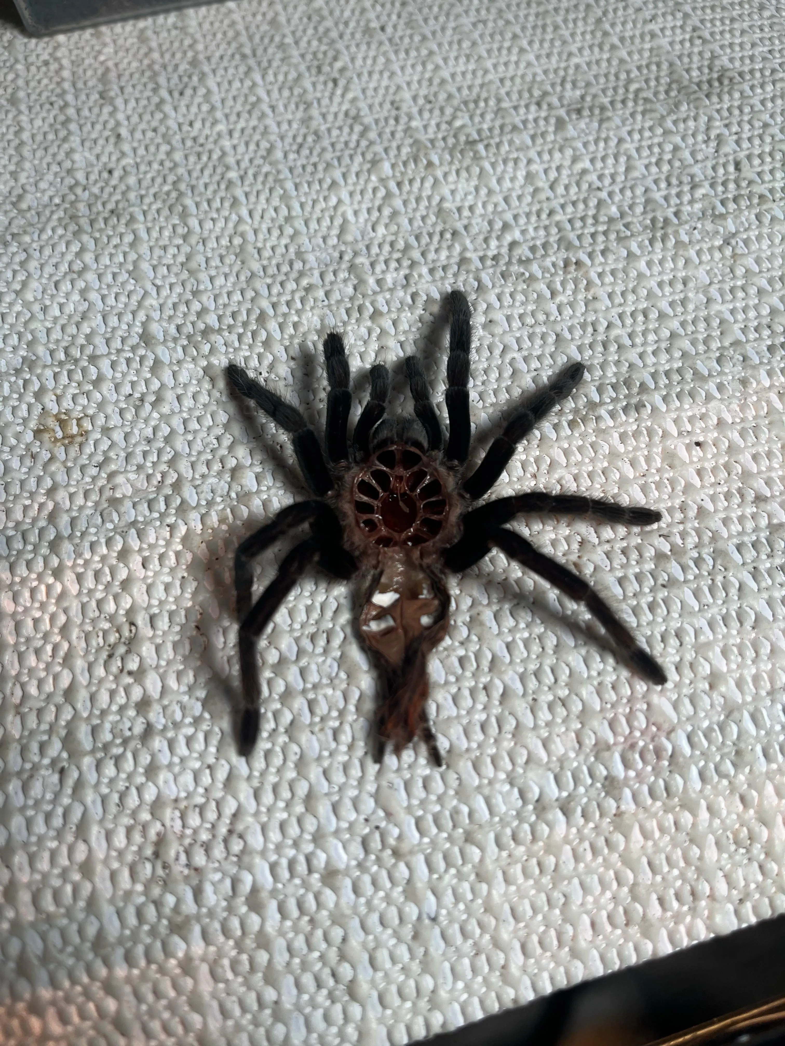 18843 juvenile tarantula