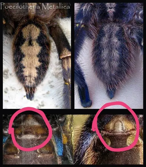18843 male tarantula spurs