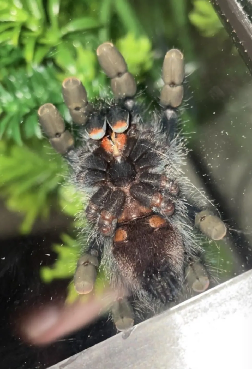 /img/18843-tarantula-care.webp