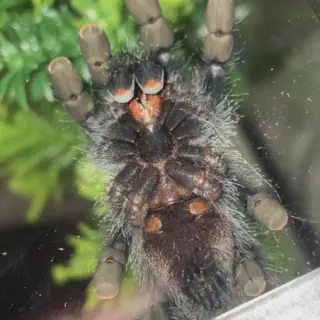 /img/18843-tarantula-care.webp