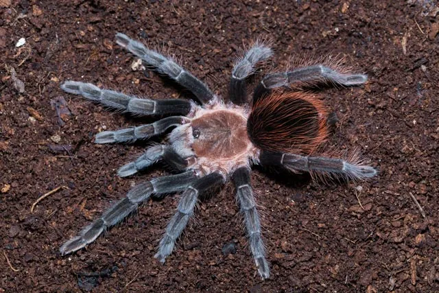 18844 tarantula conservation switzerland