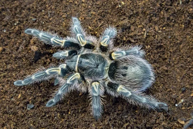 18844 tarantula defensive mechanism