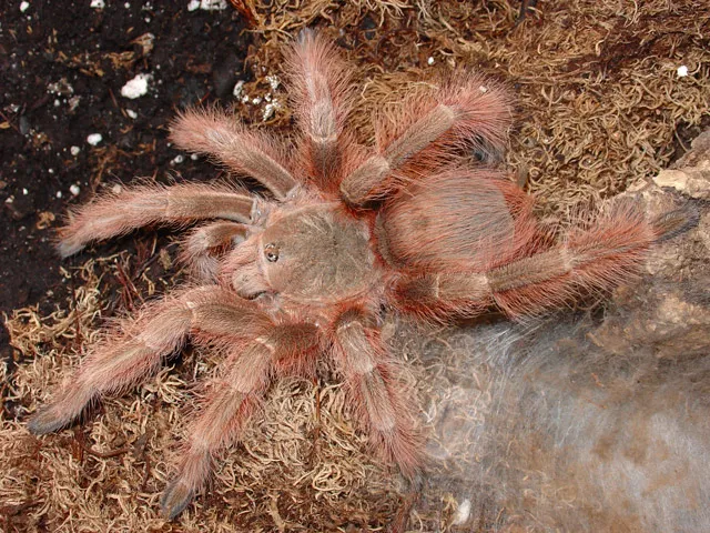 18844 tarantula feeding