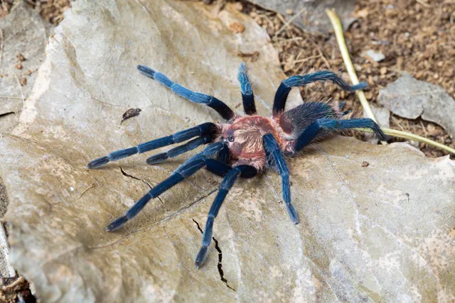 /img/18844-tarantula-observation-location.webp