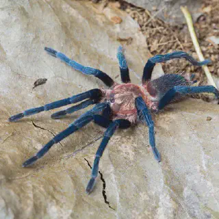/img/18844-tarantula-observation-location.webp