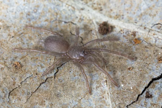 18844 tarantula pet owner