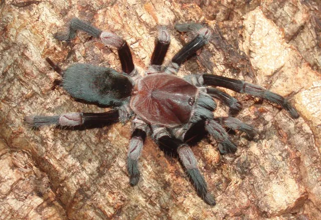 18844 tarantula species switzerland