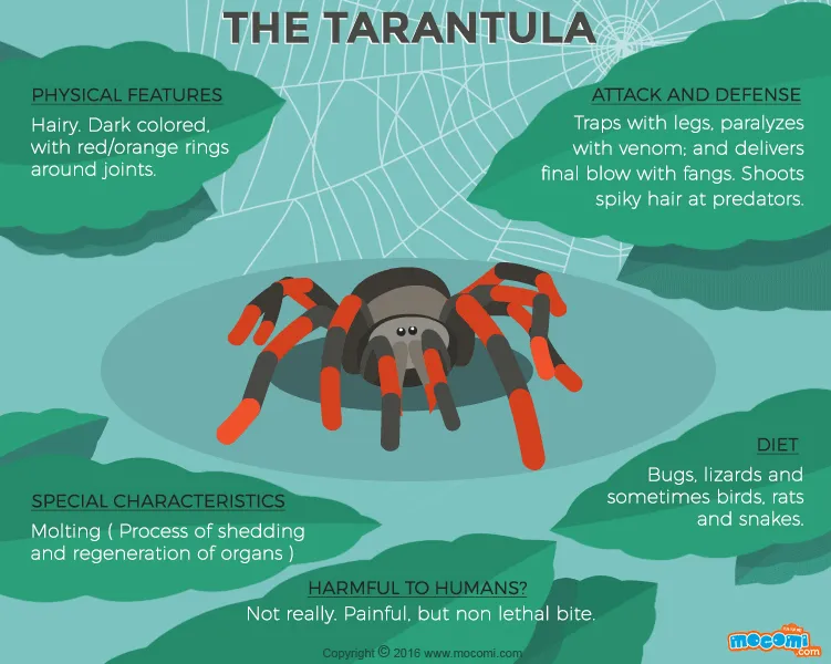 /img/18848-tarantula-captive-care.webp