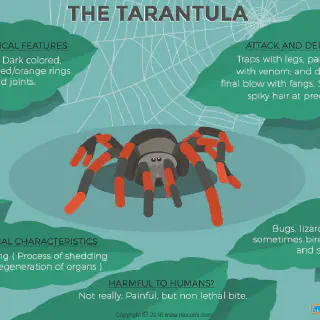 /img/18848-tarantula-captive-care.webp