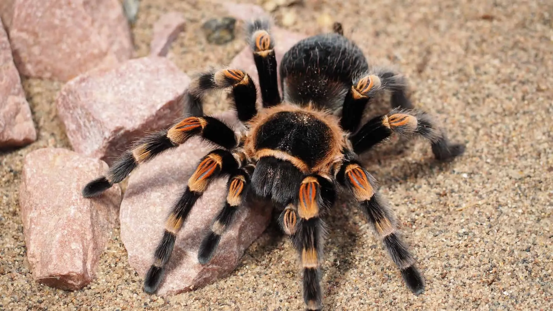 18848 tarantula feeding