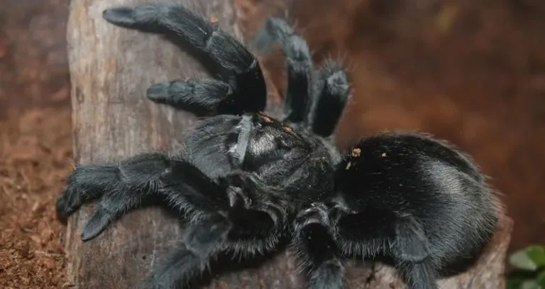18848 tarantula in wild