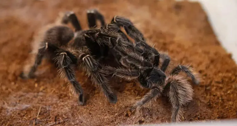 18848 tarantula male female