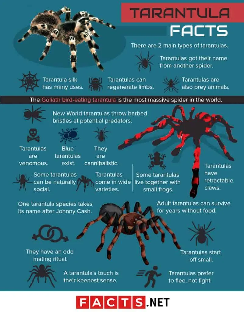 18848 tarantula molting