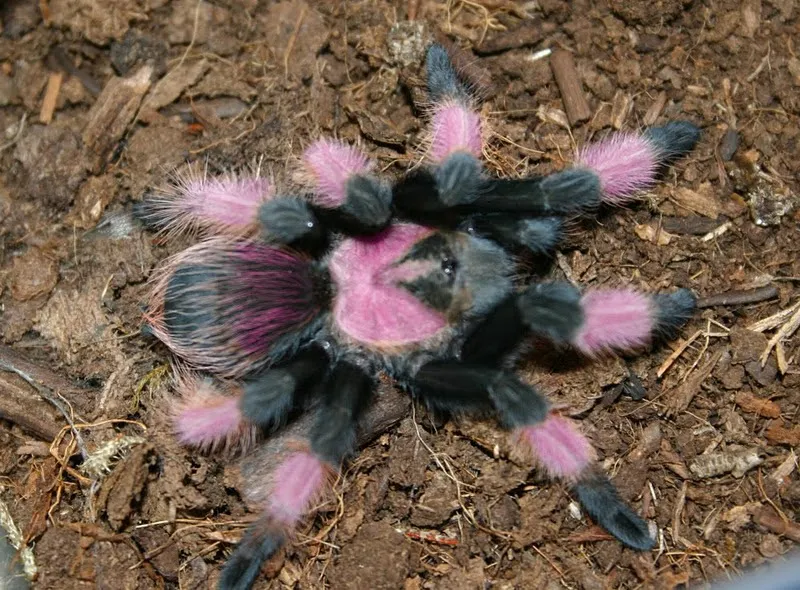 18850 mexican pink beauty tarantula appearance
