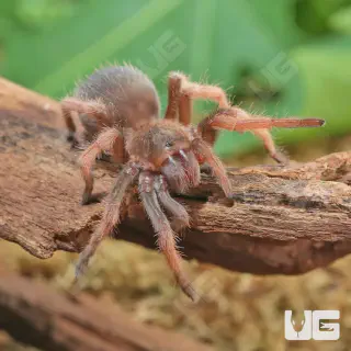/img/18850-mexican-pink-beauty-tarantula-buying.webp
