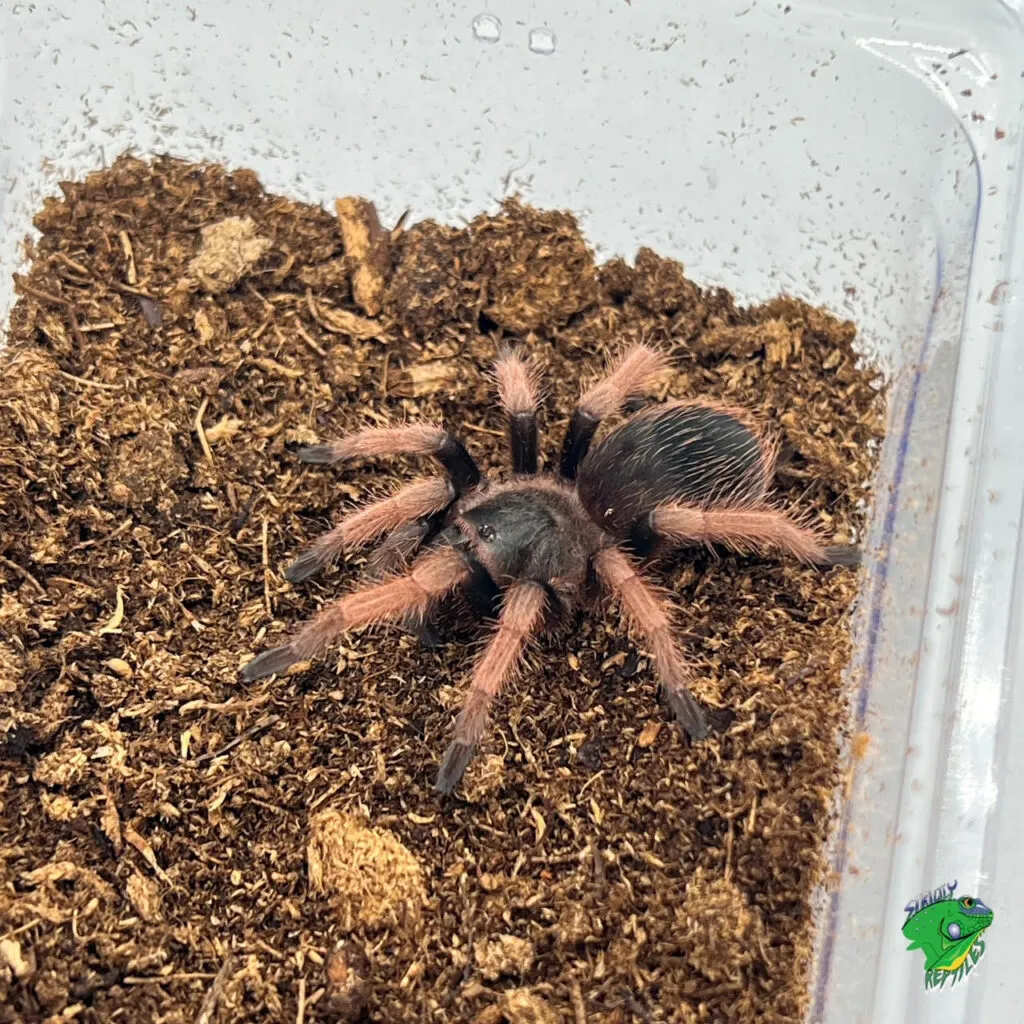 18850 mexican pink beauty tarantula feeding