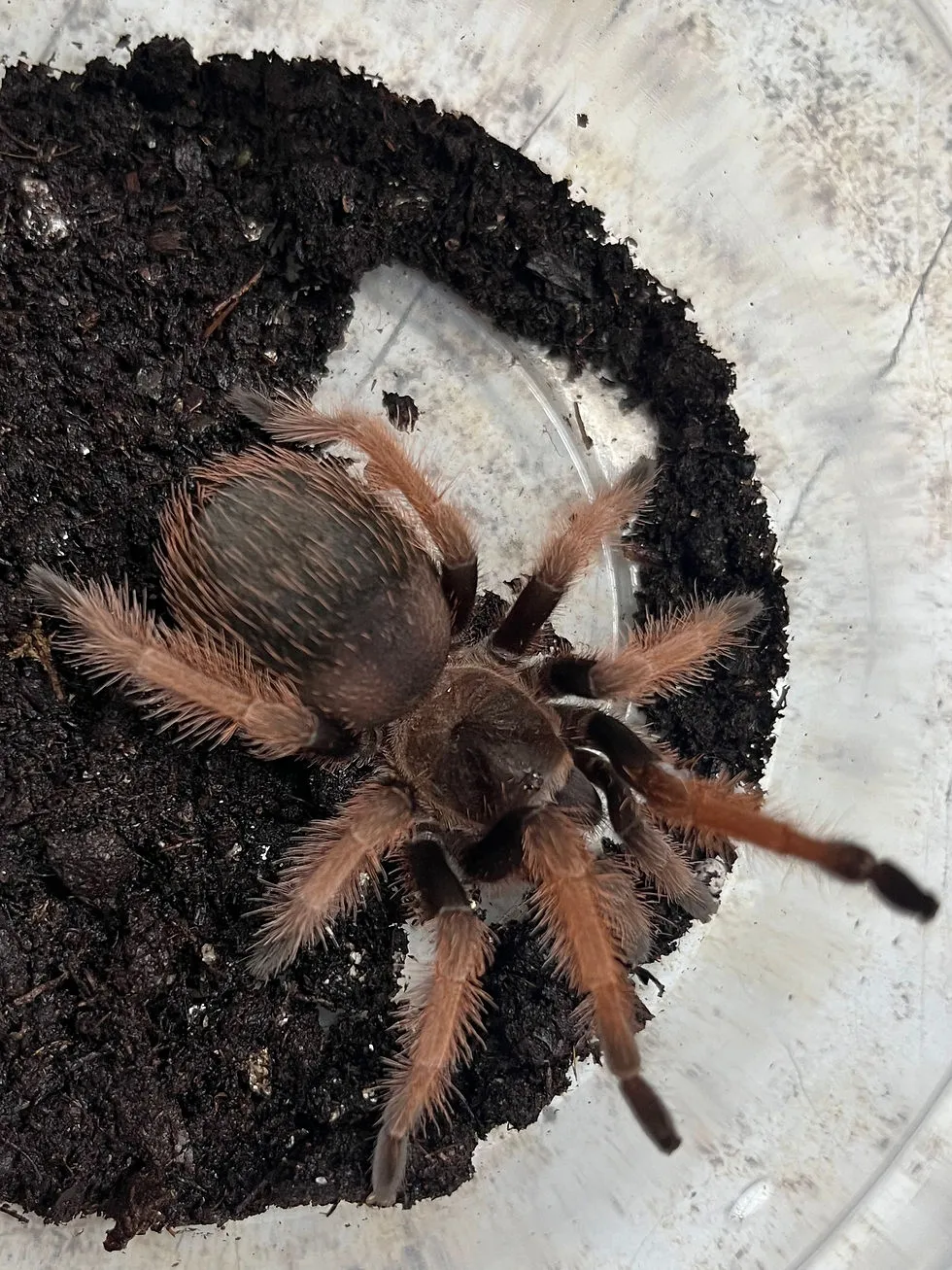 18850 mexican pink beauty tarantula habitat