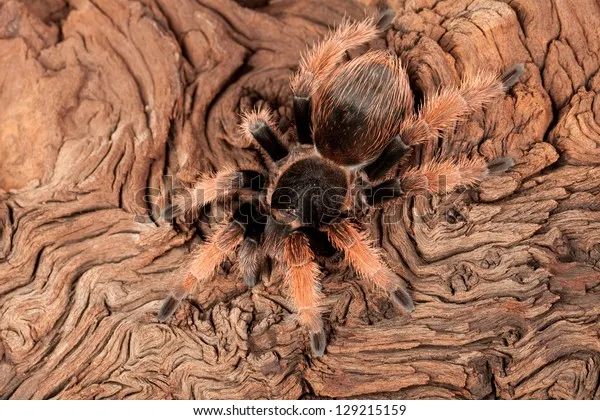 18850 mexican pink beauty tarantula handling