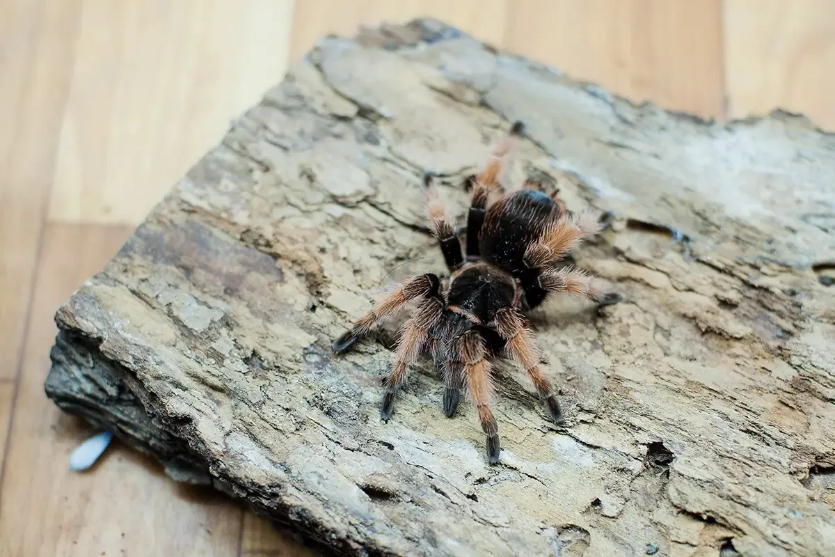 18850 mexican pink beauty tarantula overview