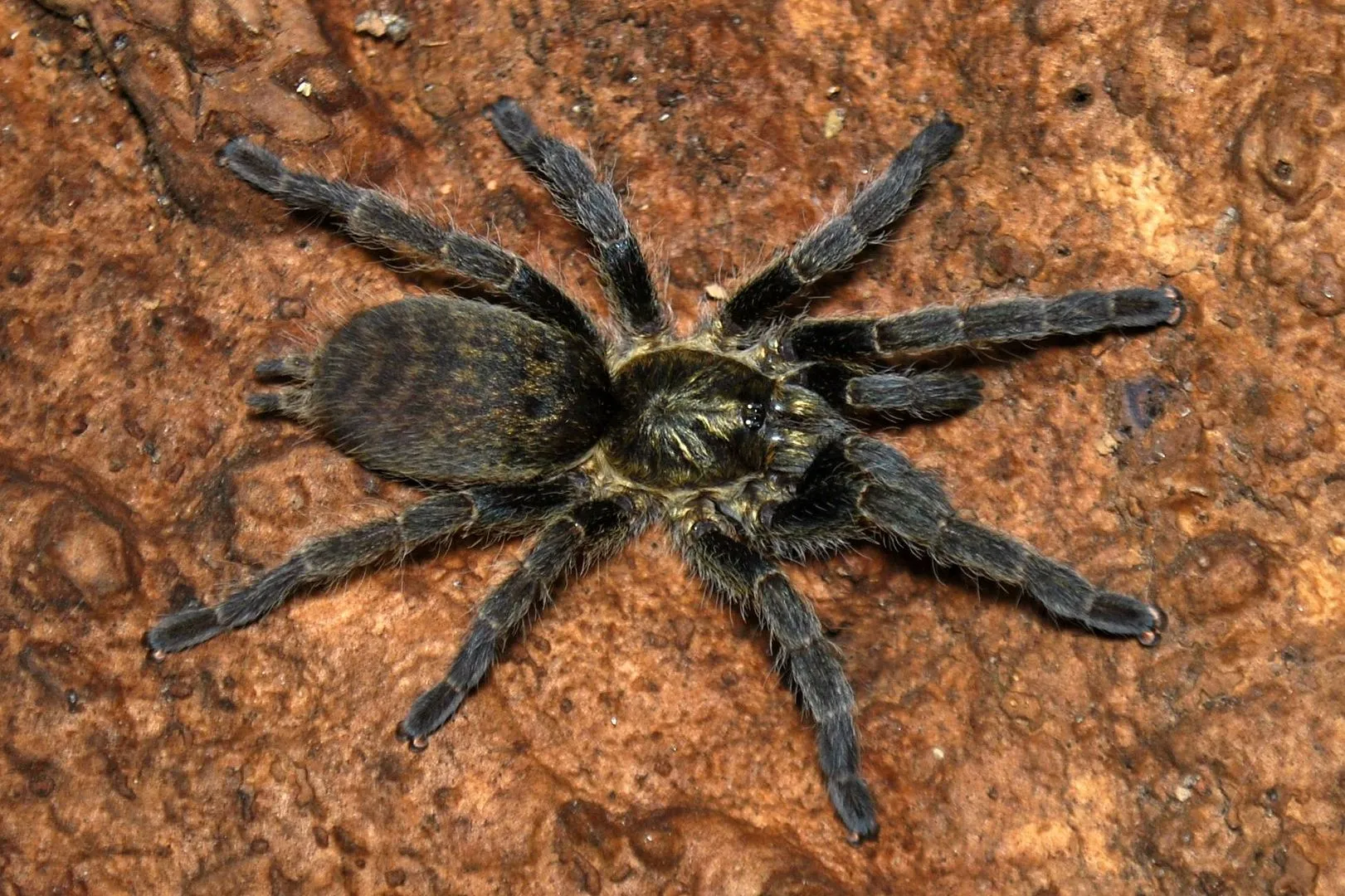 18851 baboon spider habitat